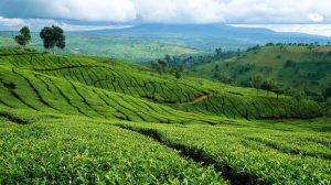 Tea Farming in Mount Kenya region